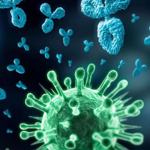 Information – Coronavirus COVID 19 – Les recommandations