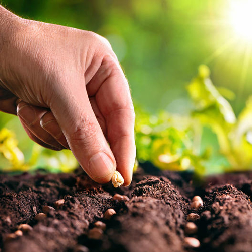 Le potager intergénérationnel de Villefranche-sur-Mer